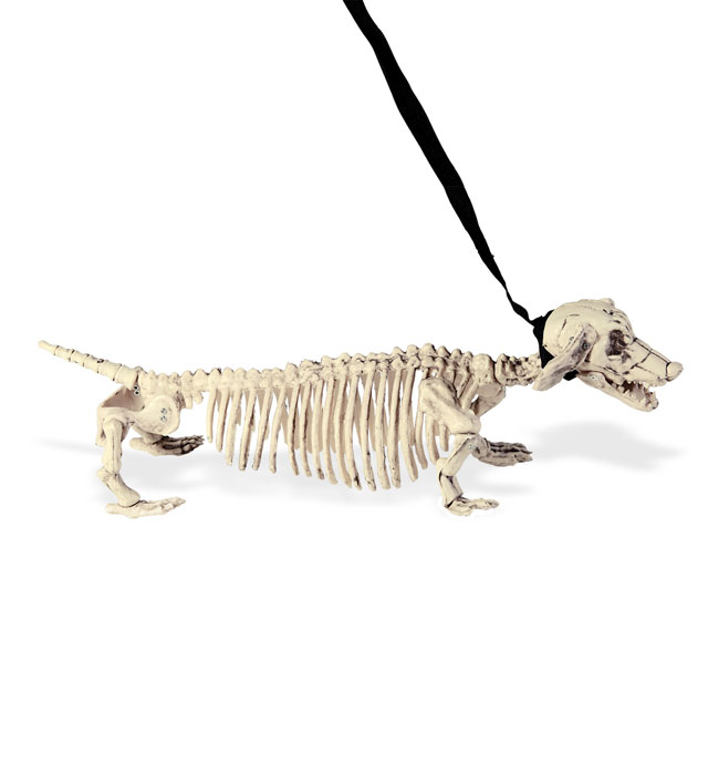 Caine Schelet Dachshund