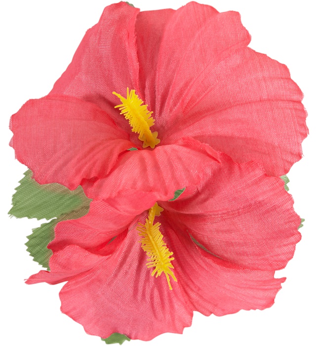 Clama Hawaii Roz
