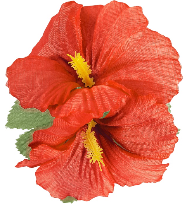 Clama Hawaii Rosie