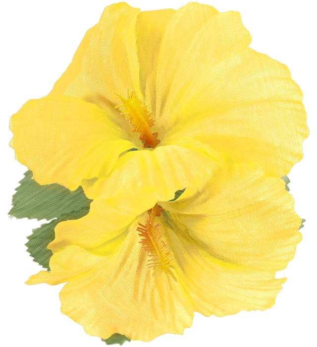 Clama Hawaii Galbena