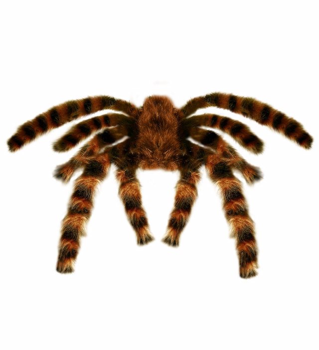 Tarantula